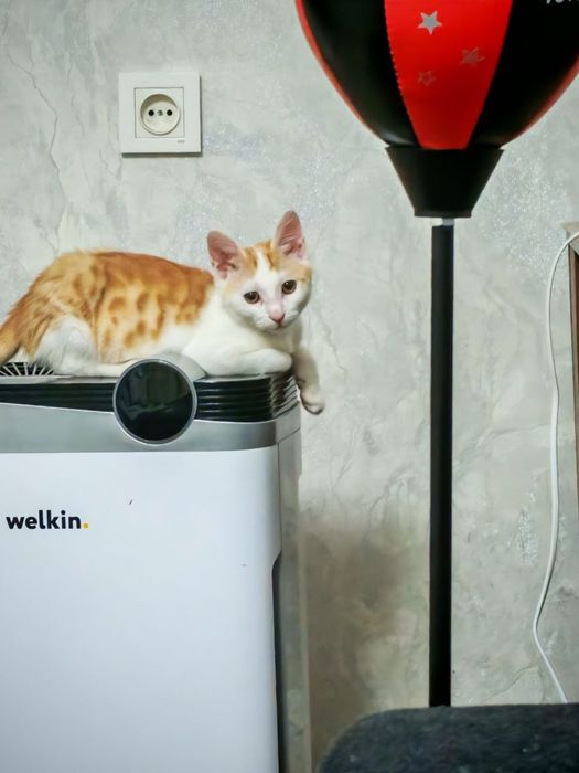 продаю кота, в хорошие руки