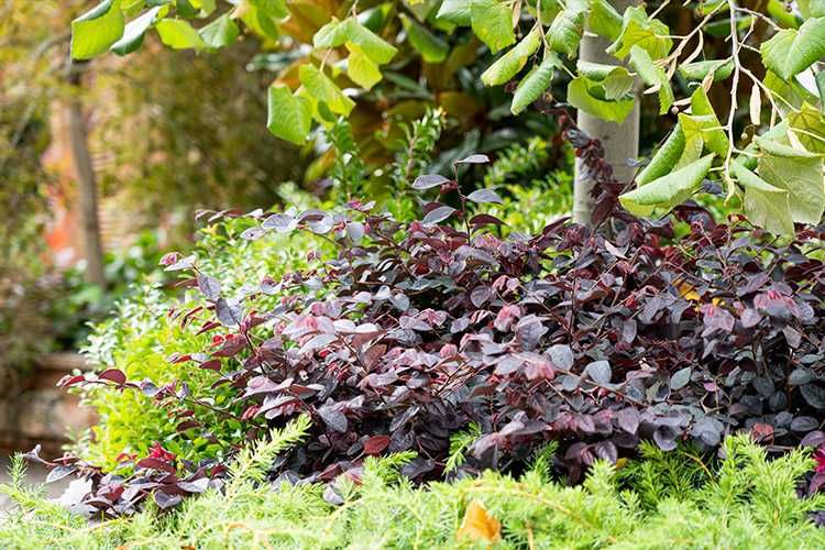 Лоропеталум/ Loropetalum - червен