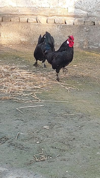 Bantam tovuq va xoʻrozi sotiladi