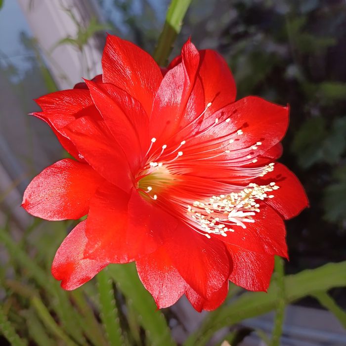 Кактус и хлорофитум