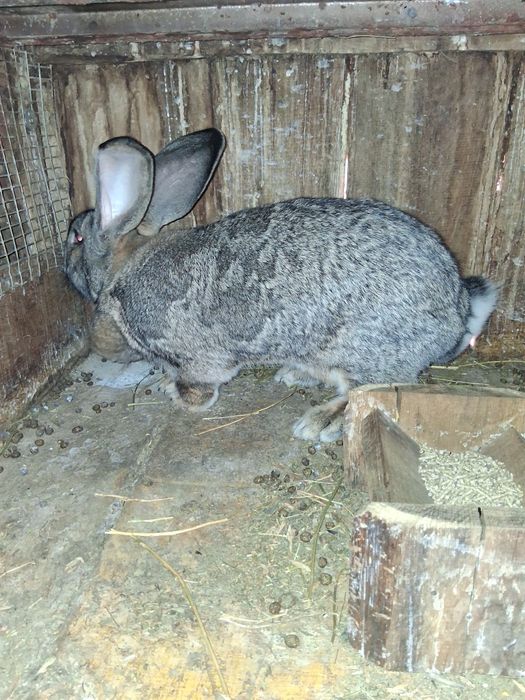 Vind 2 iepurite Urias German montat