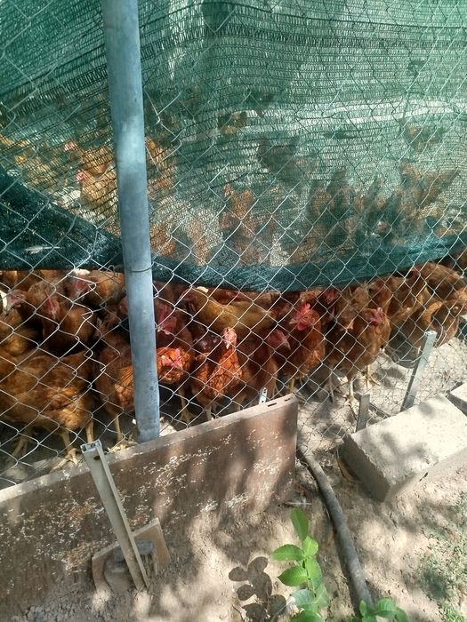 Продавам кафяви пилета Тетра (хибрид) – на 4 месеца