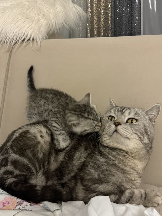 Продаю шотландского котенка