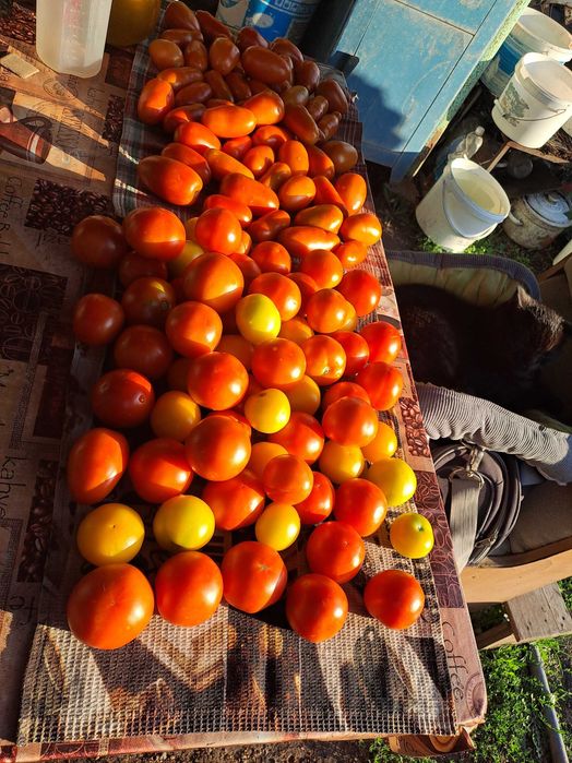 Продам дачные помидоры.