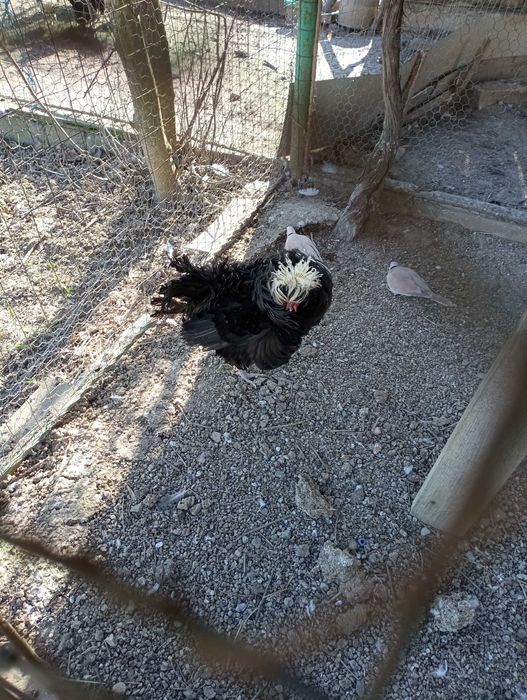 Vând găini Moțate olandeze