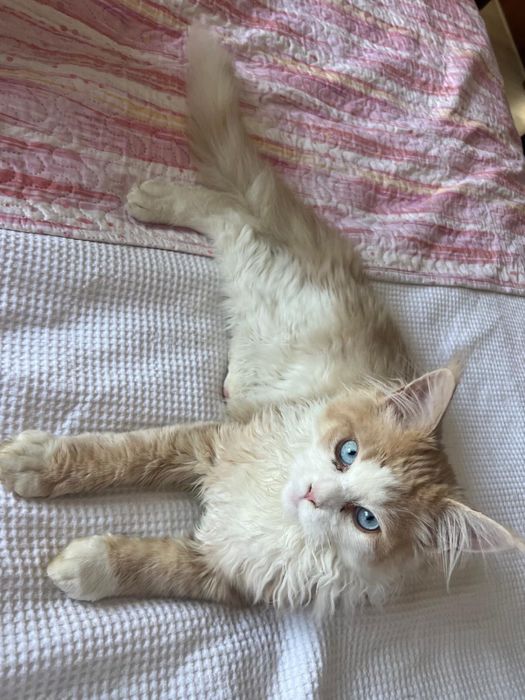 OCAZIE!!! Maine Coon, 4 luni, mascul, castrat