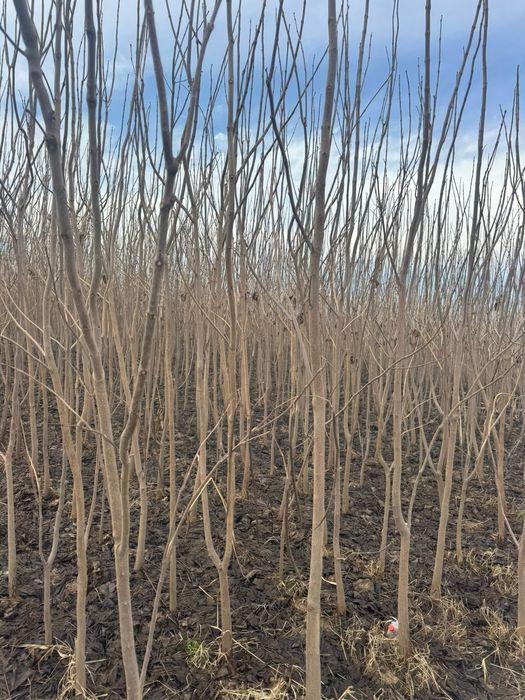 Лиственные породы деревьев