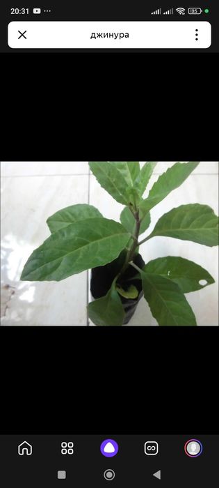 Джинура лечебное растение