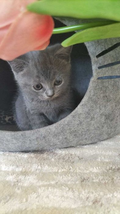 Продаюся мальчики еда и песок +5