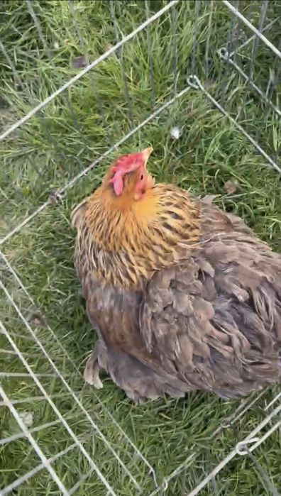 Cochinchina pitic gat auriu /negru Germania