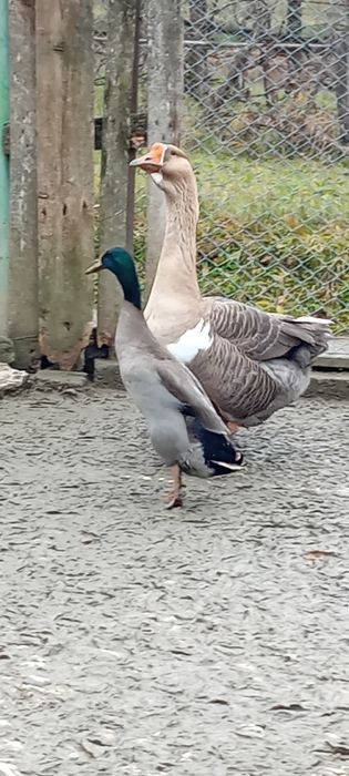 Rățoi indian de vanzare