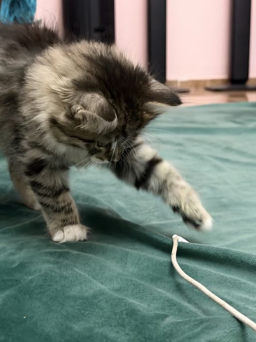 котенок 2-3 месяца девочка