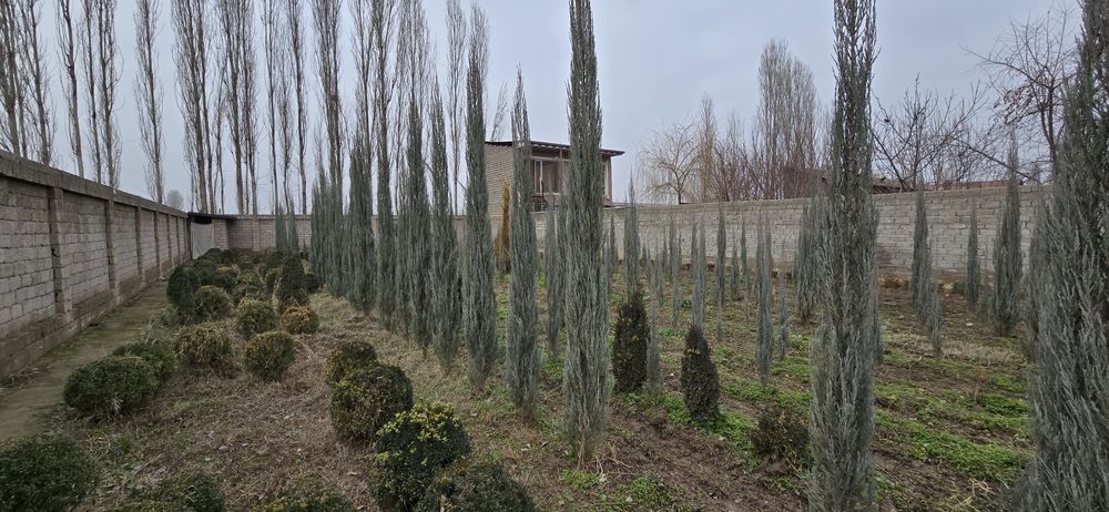 Shamshot,Skarvorkert archa Arizoniskikiparis,majvelnik. Tuya smarakta,