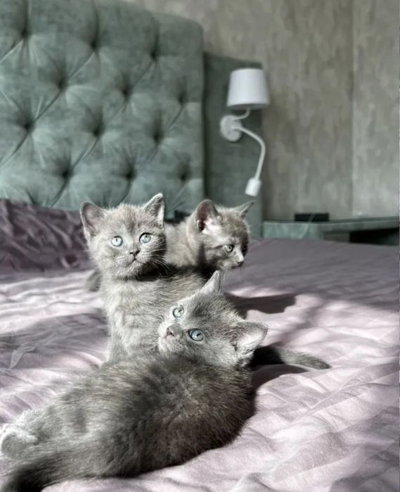 Серых окрасов котятка, девочки