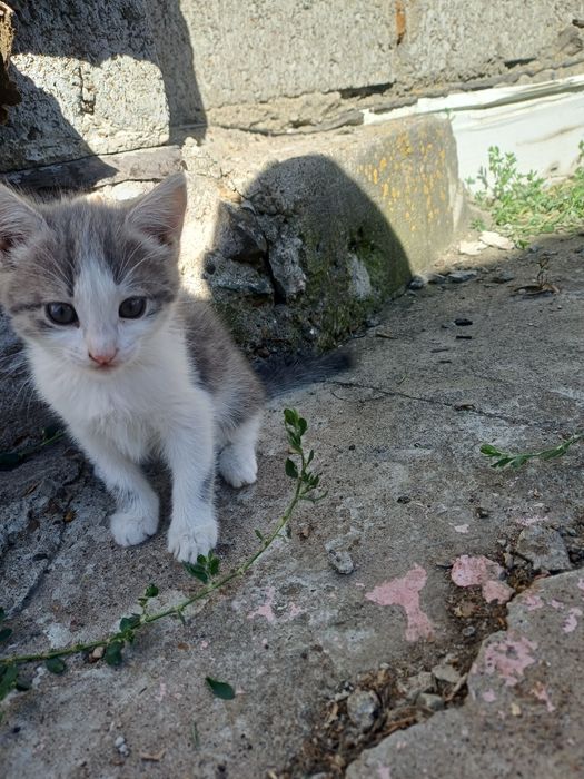 Отдам в добрые руки котят