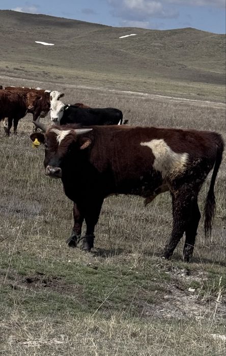 Ірі ірі бұқалар сатылады