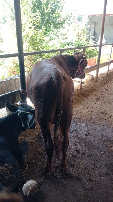 Эстон букача сотилади