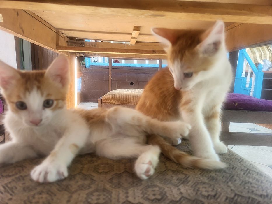 Котяты бесплатно