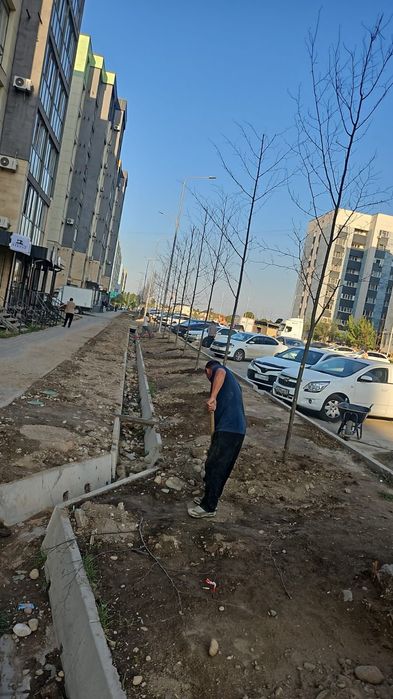 Липа стволы толстый прямые