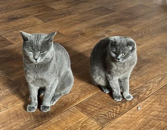 Британские котята мальчики