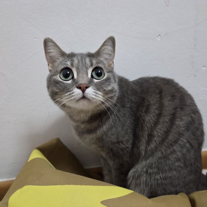 Отдам кошку в хорошие руки.