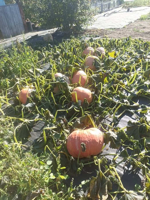 Продаётся дачная  тыква