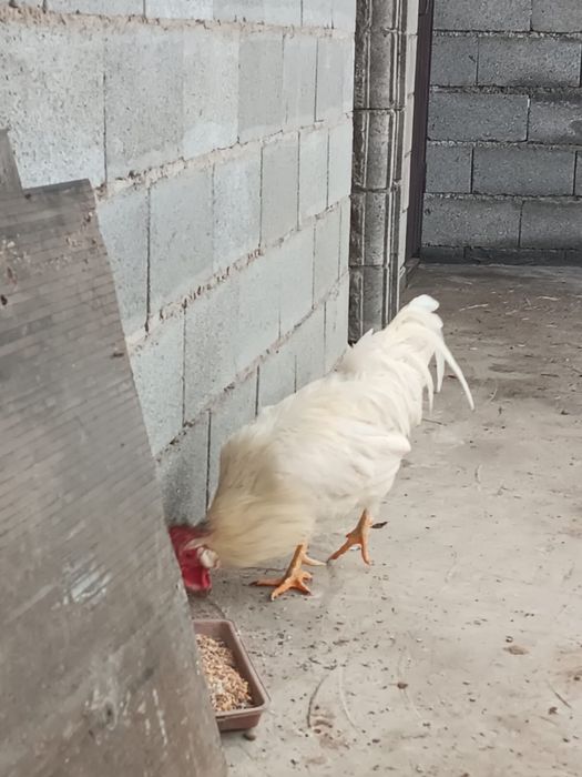 Петух породы Леггорн