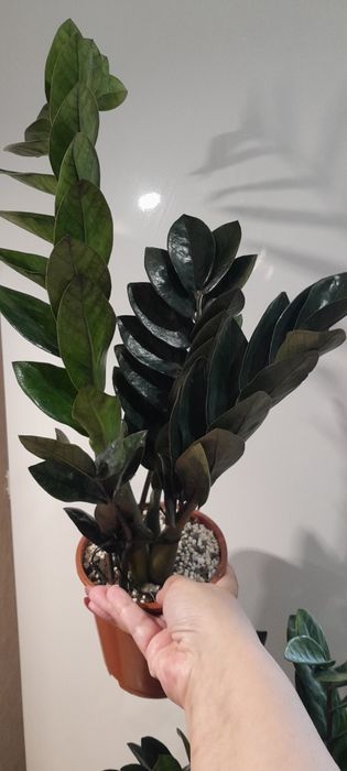 Долларовое дерево Равен