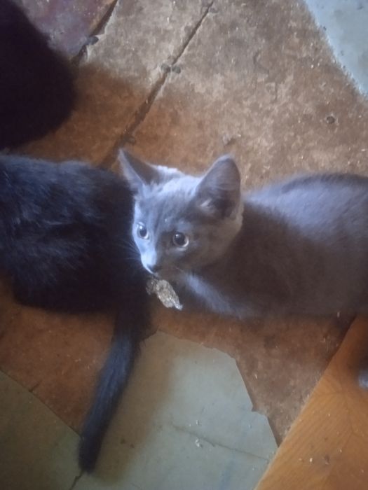 Отдам котяток в добрые руки