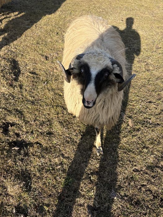 De vanzare un berbec de 1 an si unu de 2 ani