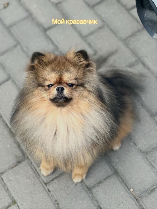 Померанский шпиц 3 мес дева