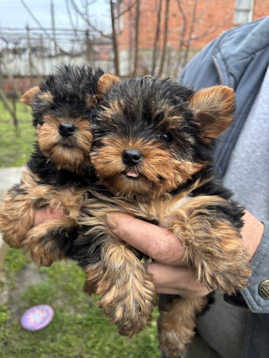 Йоркширски териер