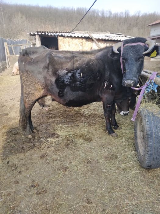 Vand Vaca gestanta in 8  luni sau schimb cu vaca de abator