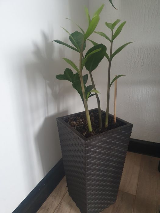 ростки Денежного  дерева по 2000т. Замиакулькас