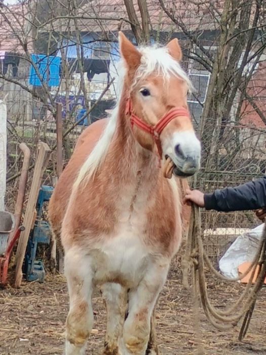 Vând mânz de un 1 an și 7 luni .