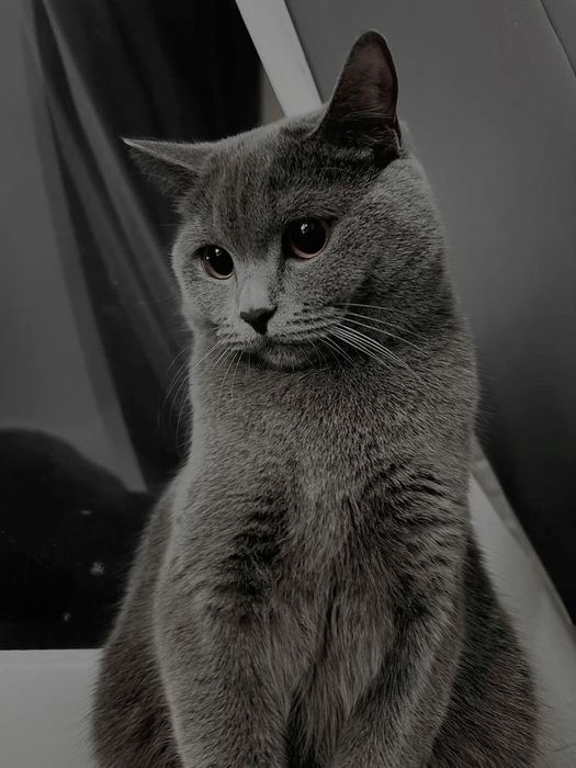 Кошка ко всему приучина