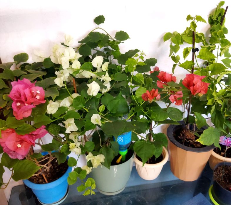 Цветы для офиса и дома от 500