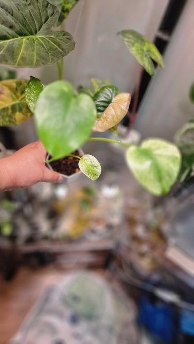 Монстера минт детка