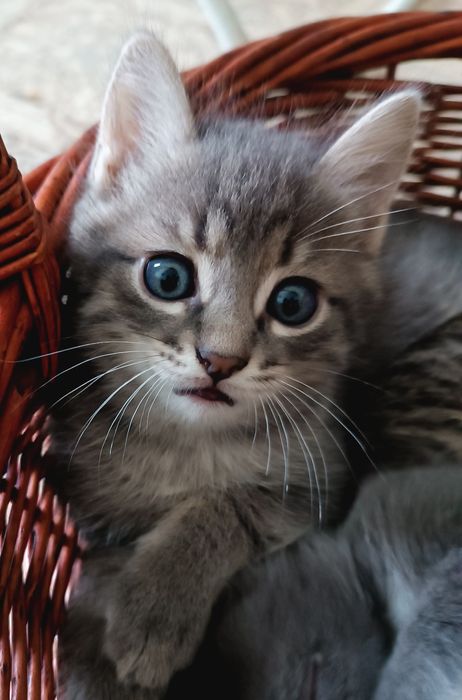 Котята окраса Табби