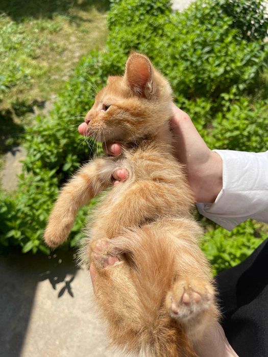 Отдам котят даром