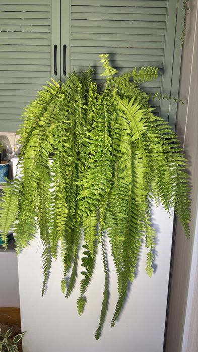 Нефролепис  Тигр