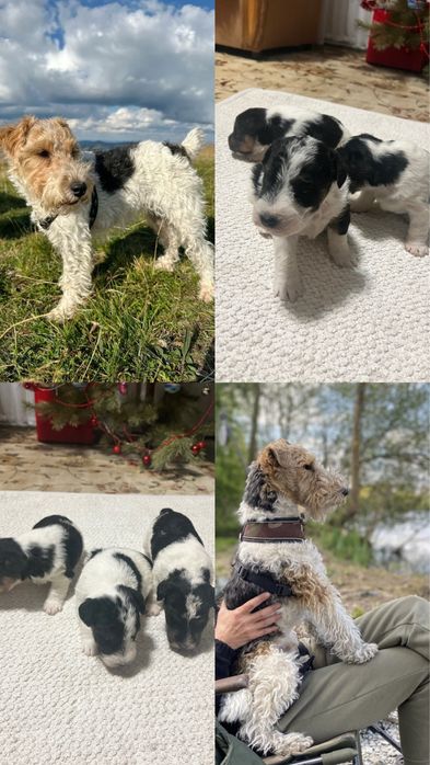 Продам щенков фокстерьера