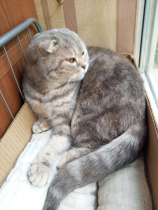 Кошечка вислоухая. Даром