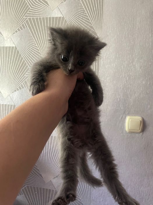 Отдам котят бесплатно