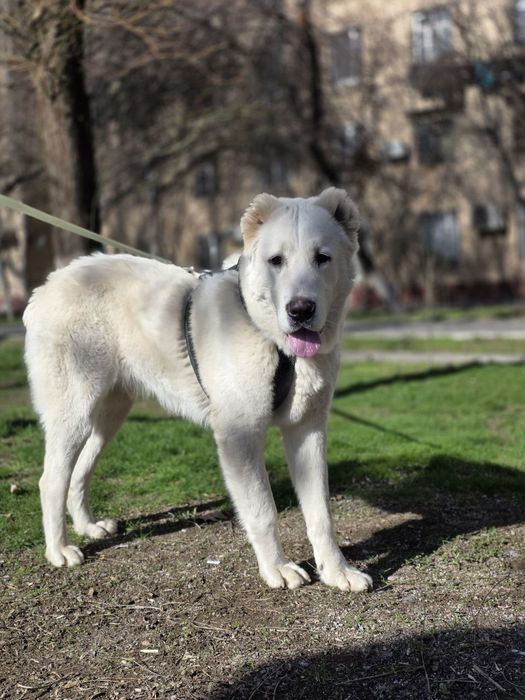 Продам   Алабая.