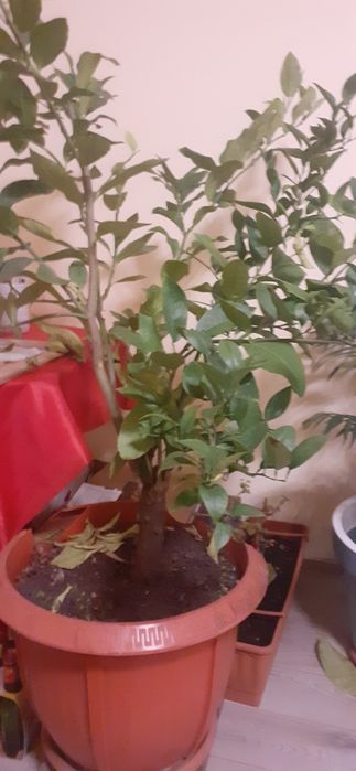 Lămâi roditori de 1,5 m