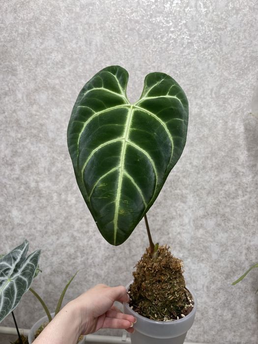 Антуриум регал