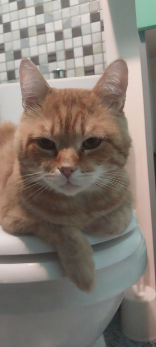 Отдам котика в хорошие руки