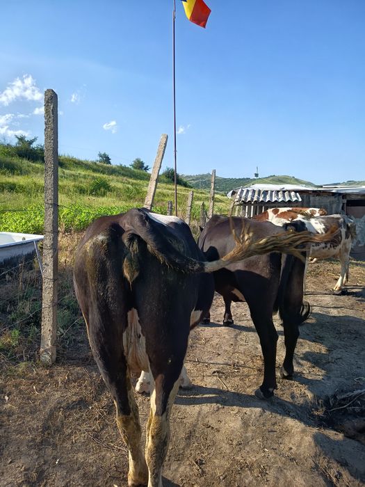 Desființez ferma Vaci , avem si Vaci cu Lapte Vitele,Tauri