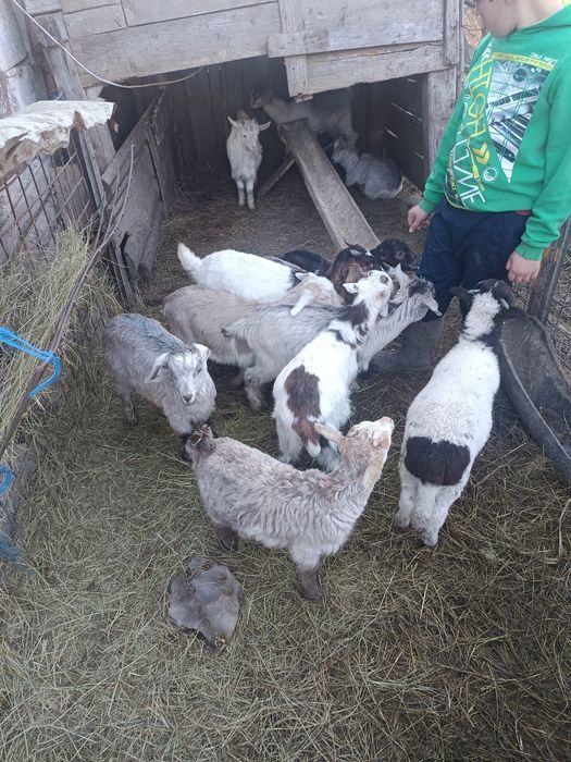 Iezi de vânzare media 10 .14 kg bucata